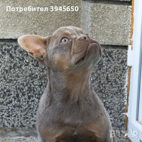 Френски булдог - Изабела 