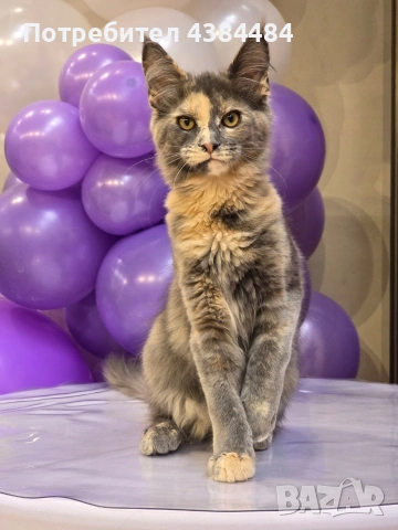 Котенца мейн куун, снимка 2 - Мейн кун - 54137626