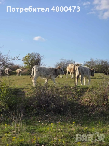 Продавам Българско сиво говедо, снимка 3 - Крави - 54233526