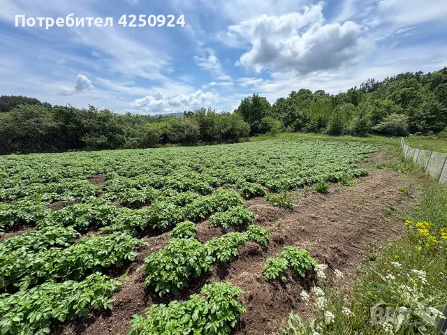 Продаваме картофи сорт „Сорая“ – фракция чипс (среден размер), снимка 2 - Домашни продукти - 55686893
