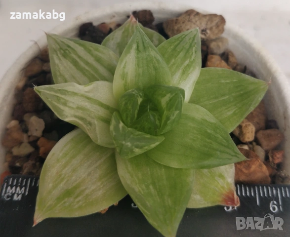 Хавортия (Haworthia planifolia cv. variegata variegated) сукулент