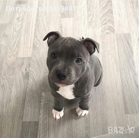 Бебе Pitbull Terrier , снимка 4 - Питбул - 55390883