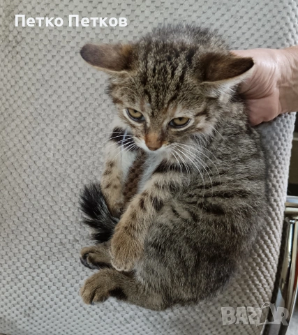 Подарявам малко котенце, снимка 3 - Други - 54969442