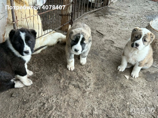 Алабайчета, снимка 5 - Алабай - 54168539