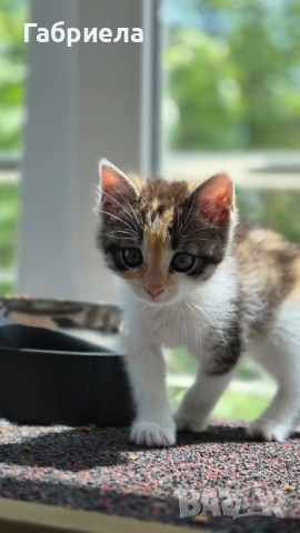 Коте търси дом, снимка 3 - Други - 54548660
