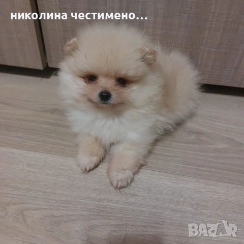 померан, снимка 2 - Померан - 54634890