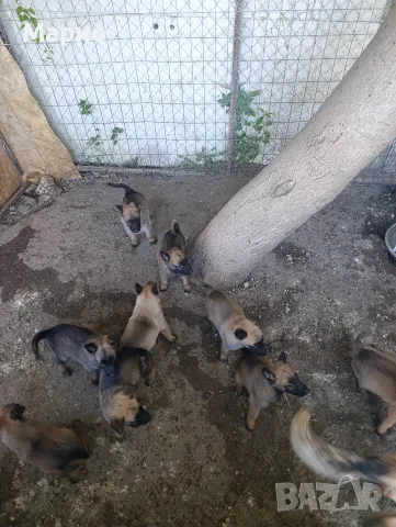 продавам белгийски овчарки
