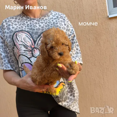Мини пуделчета момче и момиче, снимка 4 - Пудели - 55396412