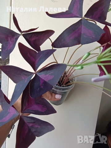 Оксалис, детелина, Oxalis triangularis, снимка 3 - Стайни растения - 54774145