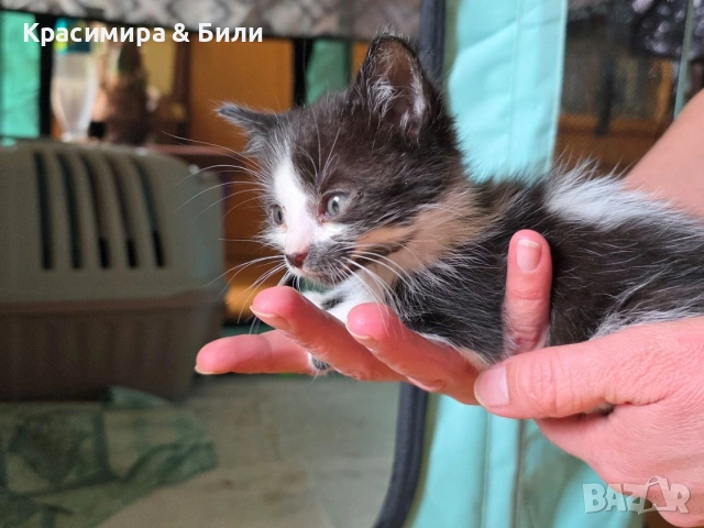 Малки котенца търсят дом, снимка 10 - Други - 54719885