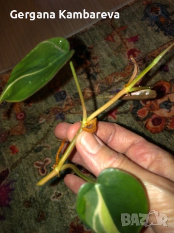 Резник philodendron Rio , снимка 2 - Стайни растения - 54496775