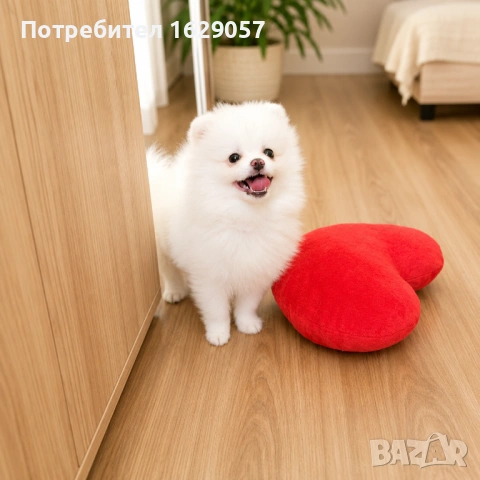 Померан/Мини померан/Мъжко 
