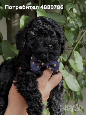 Той пудел/Toy poodle/Чистокръвни той пуделчета (черни и ред/априкот), снимка 2 - Пудели - 55224165