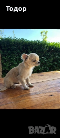 Продавам мини чихуахуа , снимка 3 - Чихуахуа - 54369707