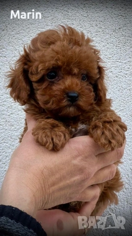 Продавам пуделче момче, снимка 2 - Пудели - 54255935