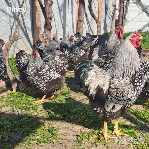 Виандот кокошки 