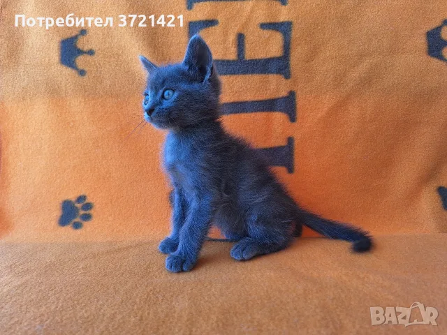 Сиво руско коте (момиче), снимка 3 - Руска синя котка - 55358137