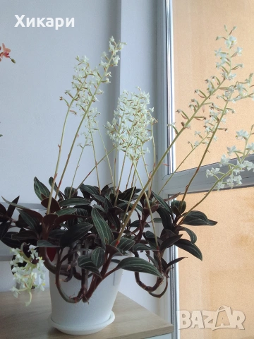 Лудизия скъпоценна орхидея Ludisia Discolor , снимка 2 - Стайни растения - 55161287