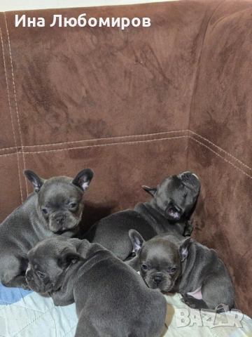 Малки сладки Френски булдочета, снимка 6 - Френски булдог - 54219170