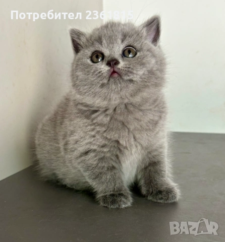 Мъжко чистокръвно британско котенце, снимка 3 - Британска късокосместа - 54580611