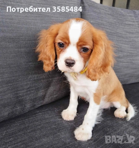 Кавалер Кинг Чарлз шпаньол, снимка 13 - Кавалер кинг чарлз шпаньол - 54469770