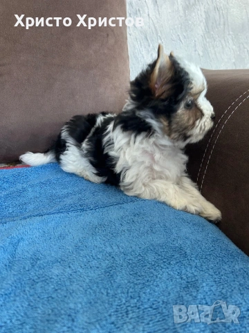 Бивер йоркширски териер, снимка 2 - Йоркширски териер - 54224871