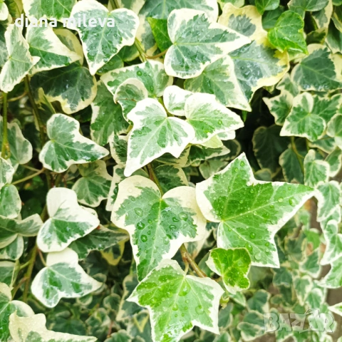 Бръшлян Бяло чудо, Hedera helix White Wonder, студоустойчив