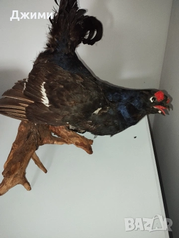 красив мъжки тетрев, снимка 8 - Антикварни и старинни предмети - 54245698