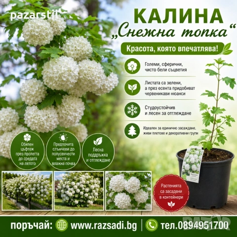 Калина "Снежна топка" - разсад