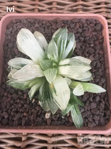 Рядка Вариегатна Хавортия (Haworthia retusa f. variegata) – Колекционерска, снимка 5 - Стайни растения - 55541122