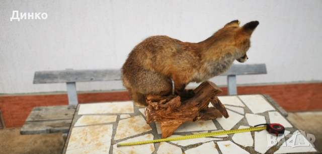 Препариран лисугер , снимка 2 - Други - 54149379