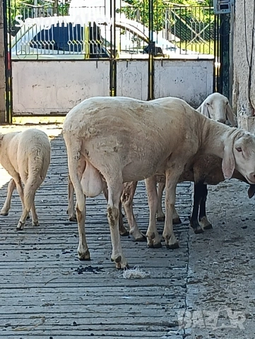 Продавам коч за разплод , снимка 3 - Овце - 55196266