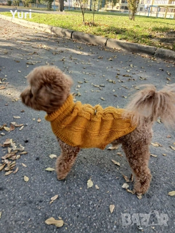 Мъжки Мини Пудел за разплод , снимка 2 - Търси партньор - 54237160