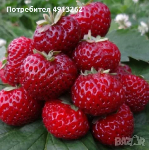 Корени ягоди стар селски сорт ОТО ШИНДЛЕР