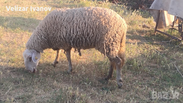Продавам млада овца, снимка 2 - Овце - 55105046