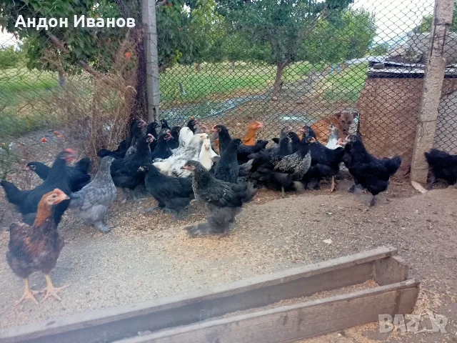 Пиленца(пилета) излюпени на 02.06.2026г.., снимка 7 - други­ - 55062573