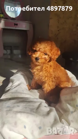 Той пудел Toy poodle, снимка 6 - Пудели - 55419874