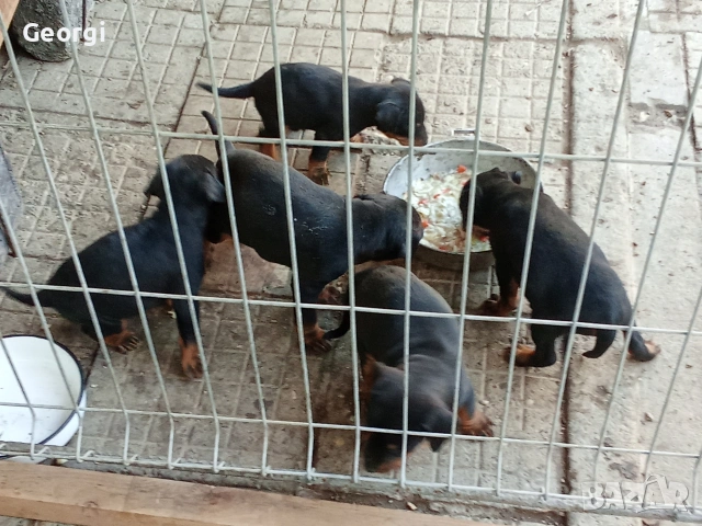 Продавам 6 бр. малки кучета ягтериери.