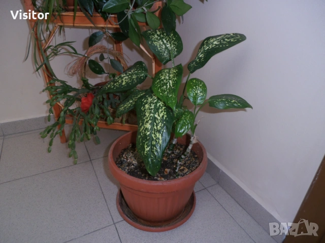 Olympus VR-330  - 14 МРх, снимка 18 - Фотоапарати - 54322140