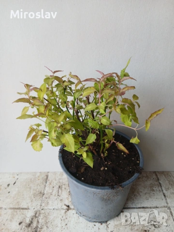 Фазаново дърво (Лейцестерия), снимка 7 - Градински цветя и растения - 53986213