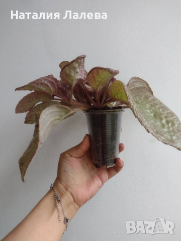 Еписция, episcia Jim's rose garden, снимка 2 - Стайни растения - 55231236