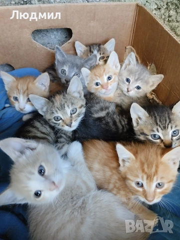 Подарявам малки котета.