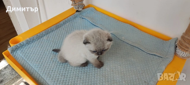 Кълърпойнтчета шотландски, снимка 4 - Британска късокосместа - 54252898