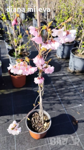 Японска Вишна, Prunus Accolade, снимка 12 - Градински цветя и растения - 54116099