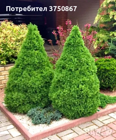 🌲🌲🌲 Picea glauca 'Conica' – Декоративен смърч Коника (джудже), снимка 3 - Градински цветя и растения - 55395318