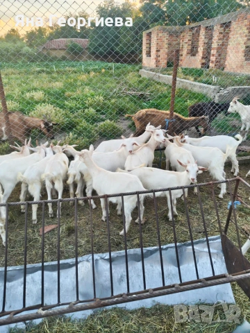 Продавам ярета , снимка 3 - Кози - 54886459