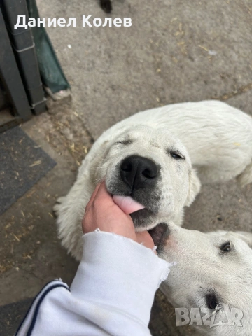 Продавам женски алабай, снимка 7 - Алабай - 54001463