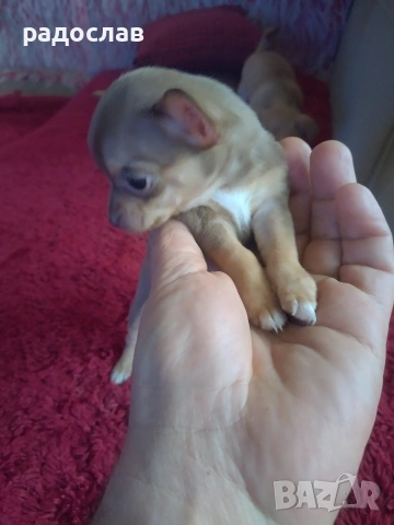 малки кутрета пинчер чихуахуа , снимка 7 - Чихуахуа - 54281247