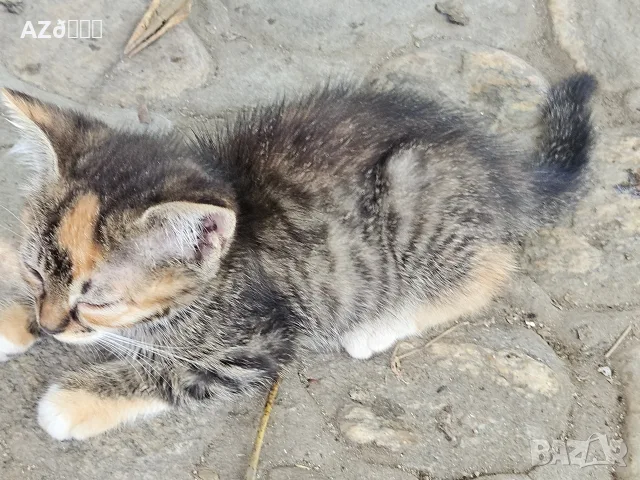 4 сладки котенца , снимка 2 - Други - 55335580