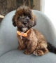Shih poo /Mini poodle, снимка 5